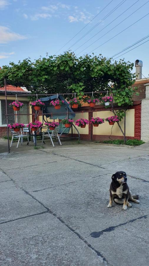 La Mosu-N Retezat Guest House Nucsoara  Bagian luar foto