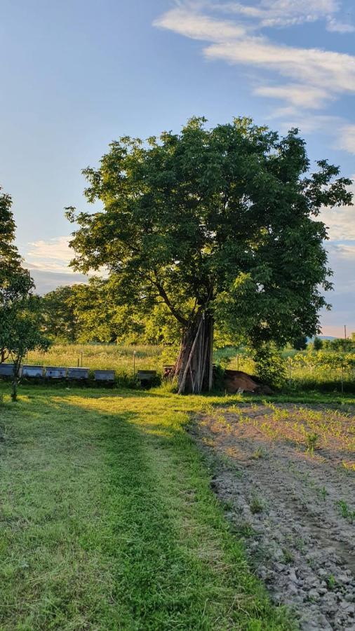 La Mosu-N Retezat Guest House Nucsoara  Bagian luar foto
